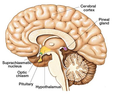 Pineal Gland